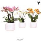 Phalaenopsis MIX