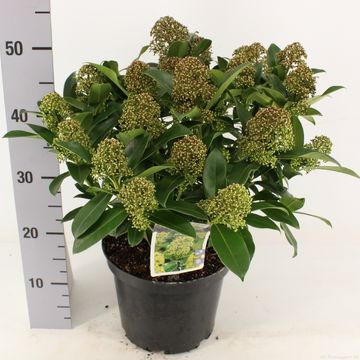Skimmia japonica 'Fragrant Cloud'