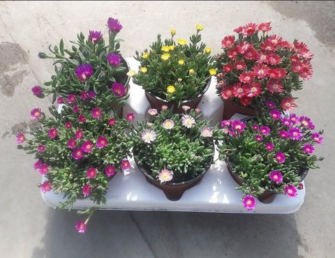 Delosperma JEWEL OF DESERT MIX