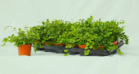 Pellaea rotundifolia