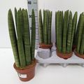 Sansevieria cylindrica 'Straight'