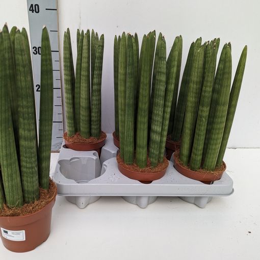 Sansevieria cylindrica 'Straight'