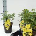 Rosa SPELAROSA DOLLY DOT