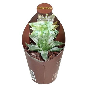 Haworthia SILVER VARIEGATA
