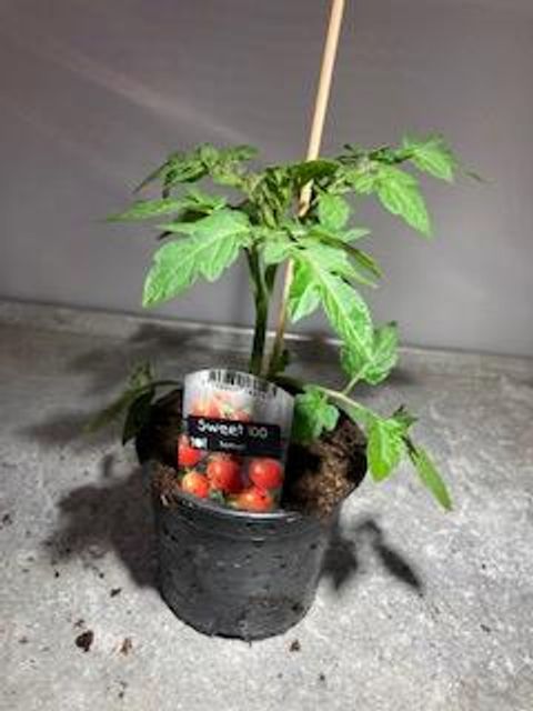 Solanum lycopersicum 'Super Sweet 100 F1'