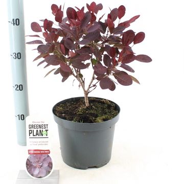 Cotinus coggygria 'Royal Purple'