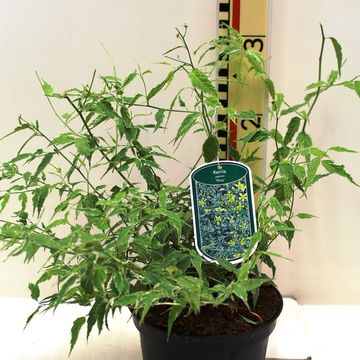 Kerria japonica 'Picta'