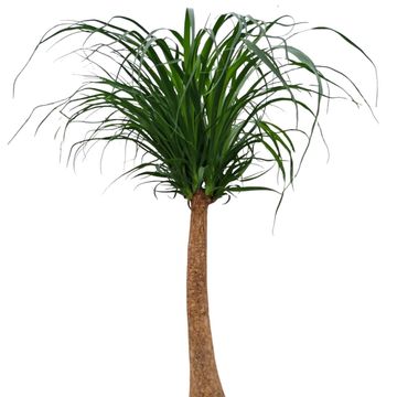 Beaucarnea recurvata