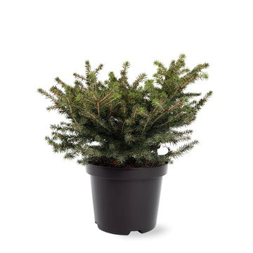 Picea abies 'Нидиформис'