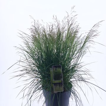 Deschampsia cespitosa 'Tardiflora'