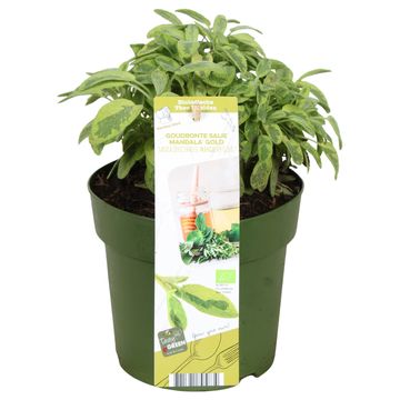 Salvia officinalis 'Mandala Gold'