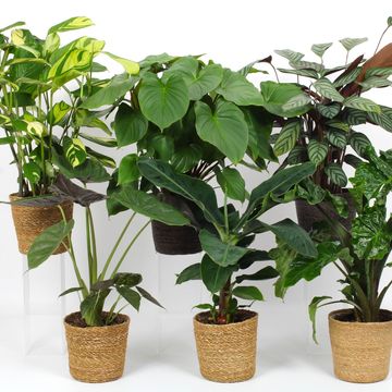 Plantas o interior MIX