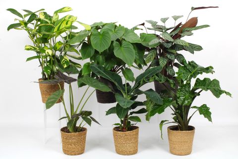 Houseplants MIX