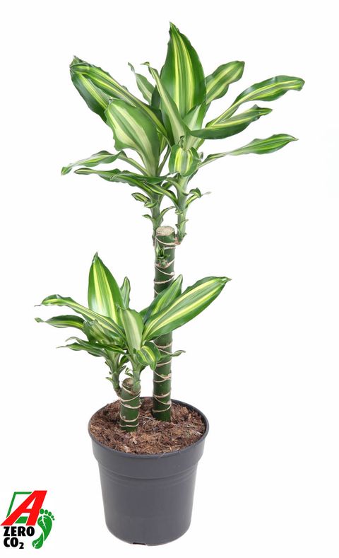 Dracaena fragrans 'Silver Dream'