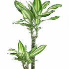 Dracaena fragrans 'Silver Dream'