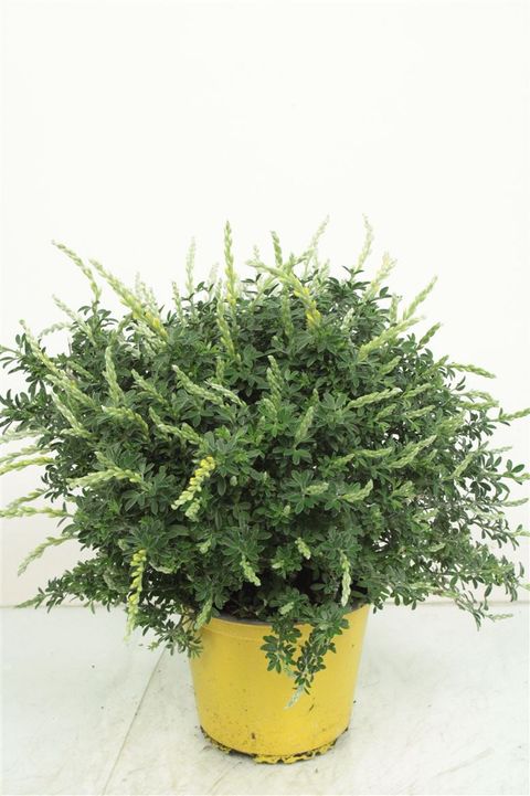 Cytisus racemosus