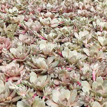 Sempervivum 'Pacific Blue Ice'