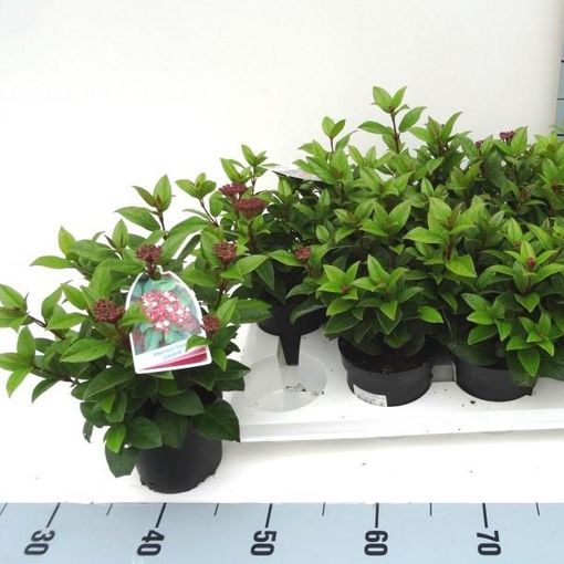 Viburnum Tinus Ladybird P11 Cm H15 Cm Plant Wholesale Floraccess