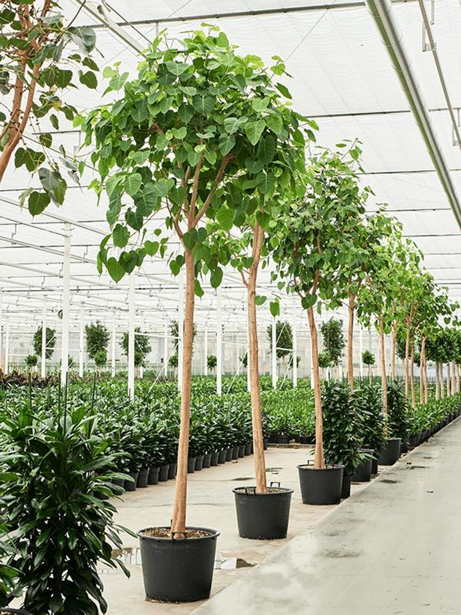 Ficus religiosa  Pflanzengrohandel FlorAccess