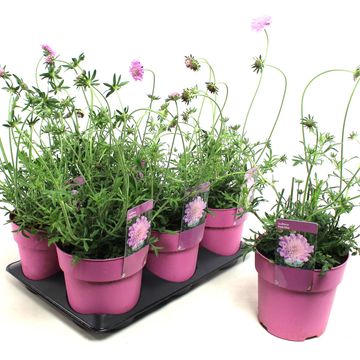 Scabiosa columbaria 'Пинк Мист'