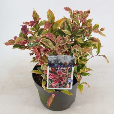 Leucothoe FIRESTAR