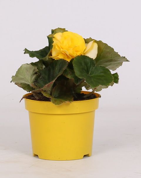 Begonia 'Go-Go Yellow'