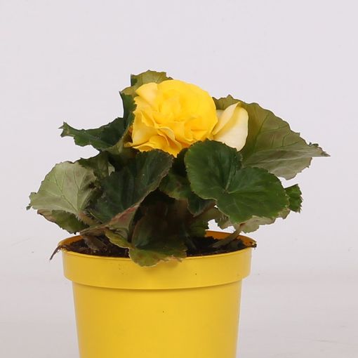 Begonia 'Go-Go Yellow'