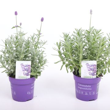Lavandula angustifolia 'Du Verdon Blue'