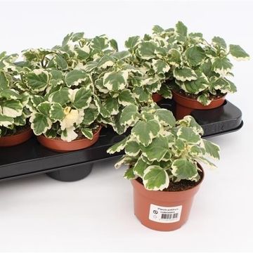 Plectranthus coleoides