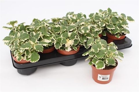 Plectranthus coleoides