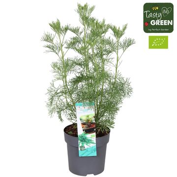 Artemisia dracunculus 'Vienco'