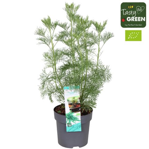 Artemisia dracunculus 'Vienco'