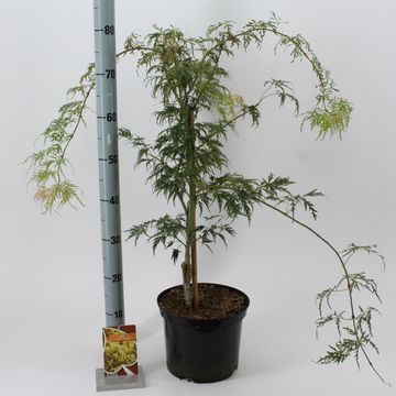 Acer palmatum 'Dissectum'