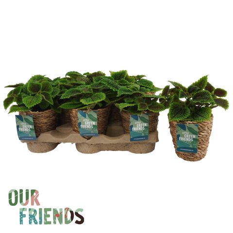 Pilea mollis 'Moon Valley'