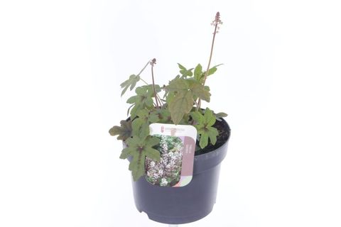 Tiarella wherryi
