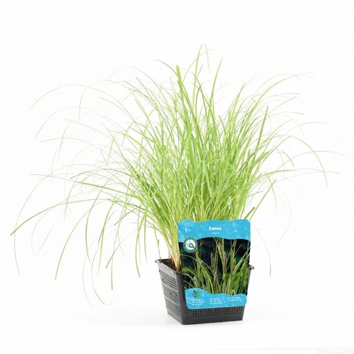 Carex riparia