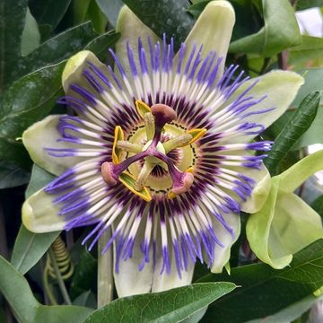 Passiflora caerulea