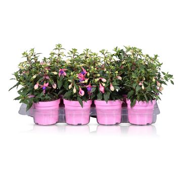 Fuchsia 'Bella Faya'