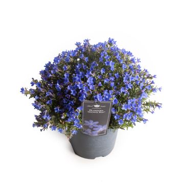 Glandora diffusa 'Heavenly Blue'