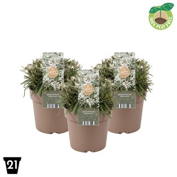 Leontopodium alpinum 'Watzmann'