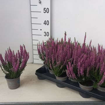 Calluna vulgaris BEAUTY LADIES LUKA