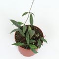 Hoya parviflora EPC341