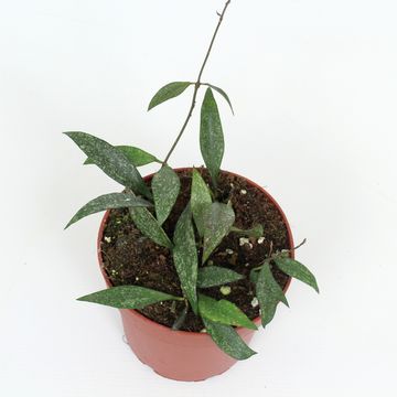 Hoya parviflora EPC341