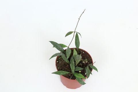 Hoya parviflora EPC341