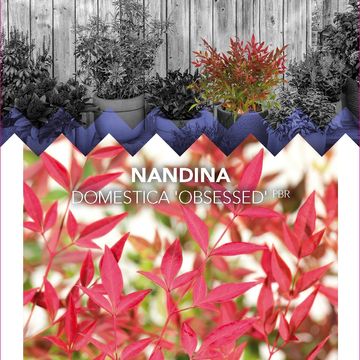 Nandina domestica OBSESSED