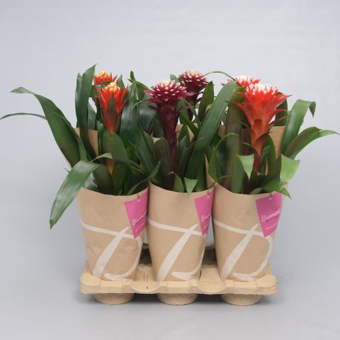 Guzmania FORTUNA MIX