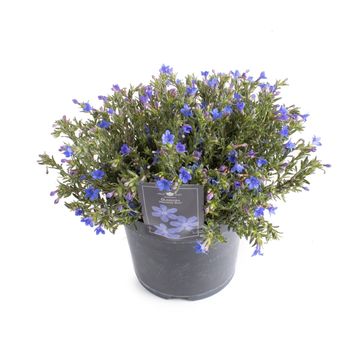 Glandora diffusa 'Heavenly Blue'