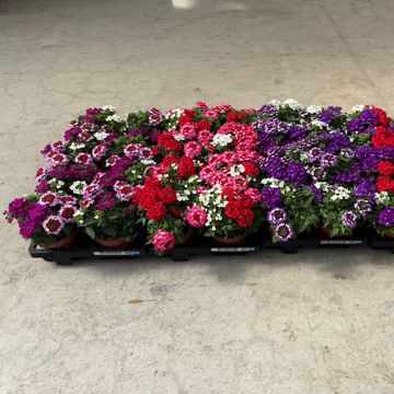 Verbena MIX IN POT