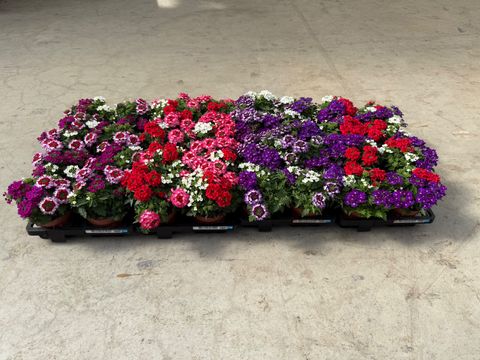 Verbena MIX IN POT