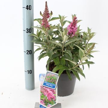 Buddleja davidii BUTTERFLY CANDY LITTLE PINK